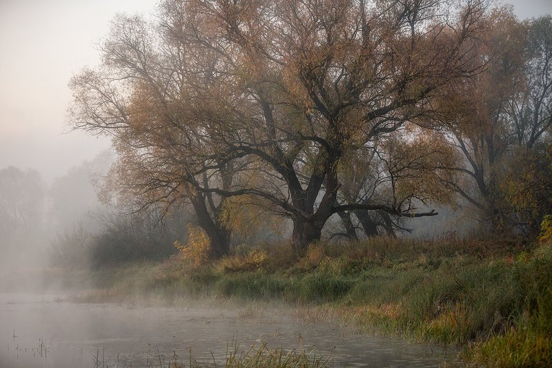 В осеннее утро фото превью