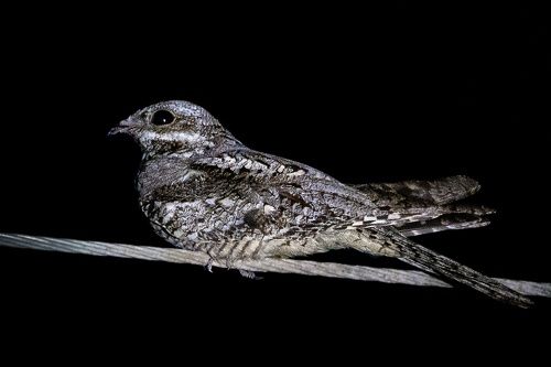 European nightjar