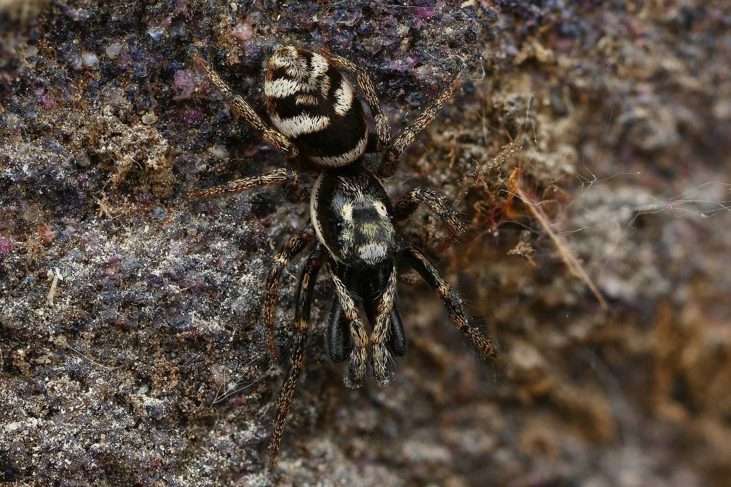 макро,природа,паук,цвет,коричневый,белый,черный,животное, Андрей Шаповалов