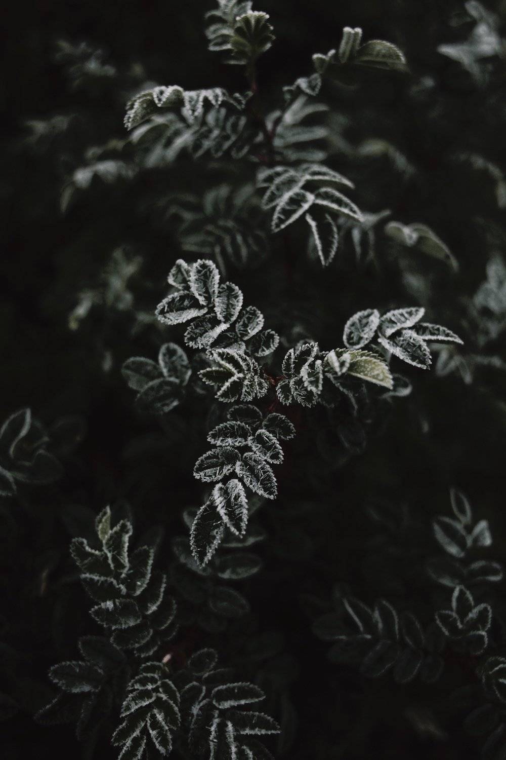 фотографалинция, Алинция Савельева