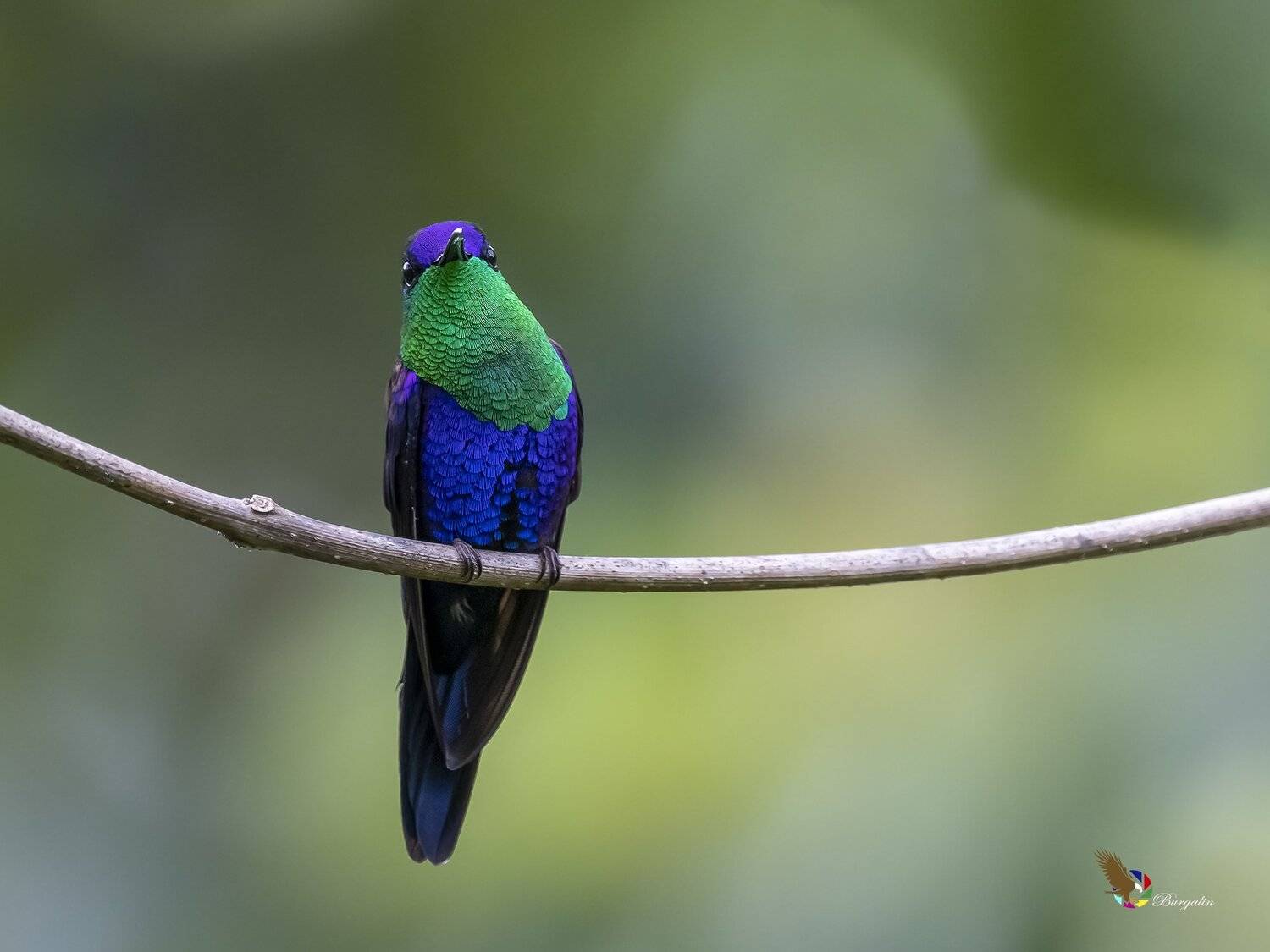 , Fernando Burgalin Sequeira