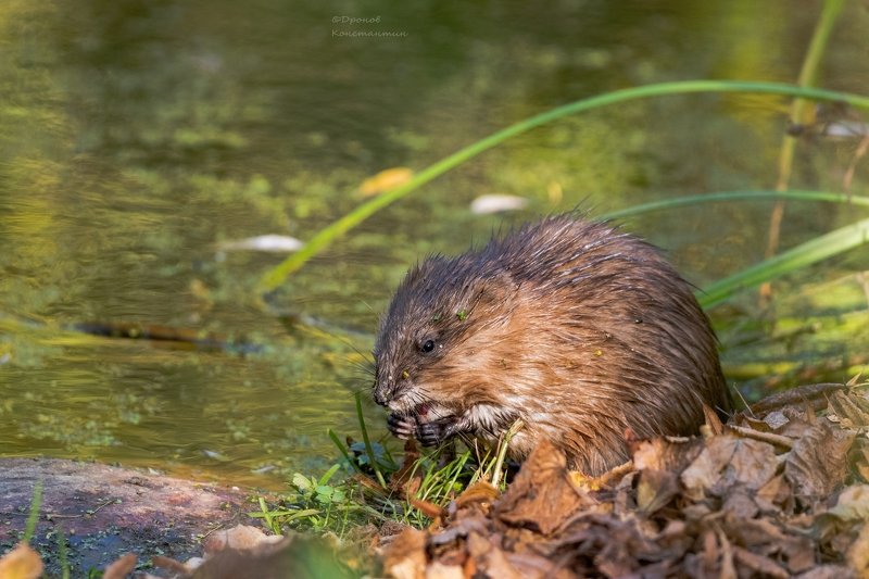 ондатра, животные, фотоохота АМ!!! фото превью