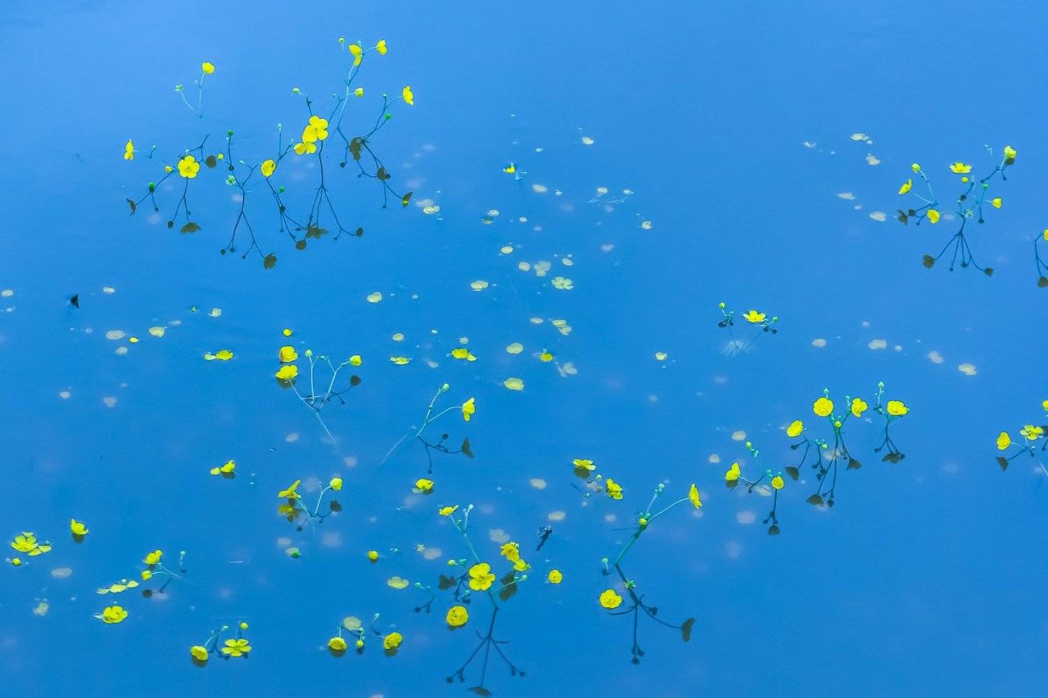 цветы, половодье, вода, голубой, желтый, отражения, Алексей Королев