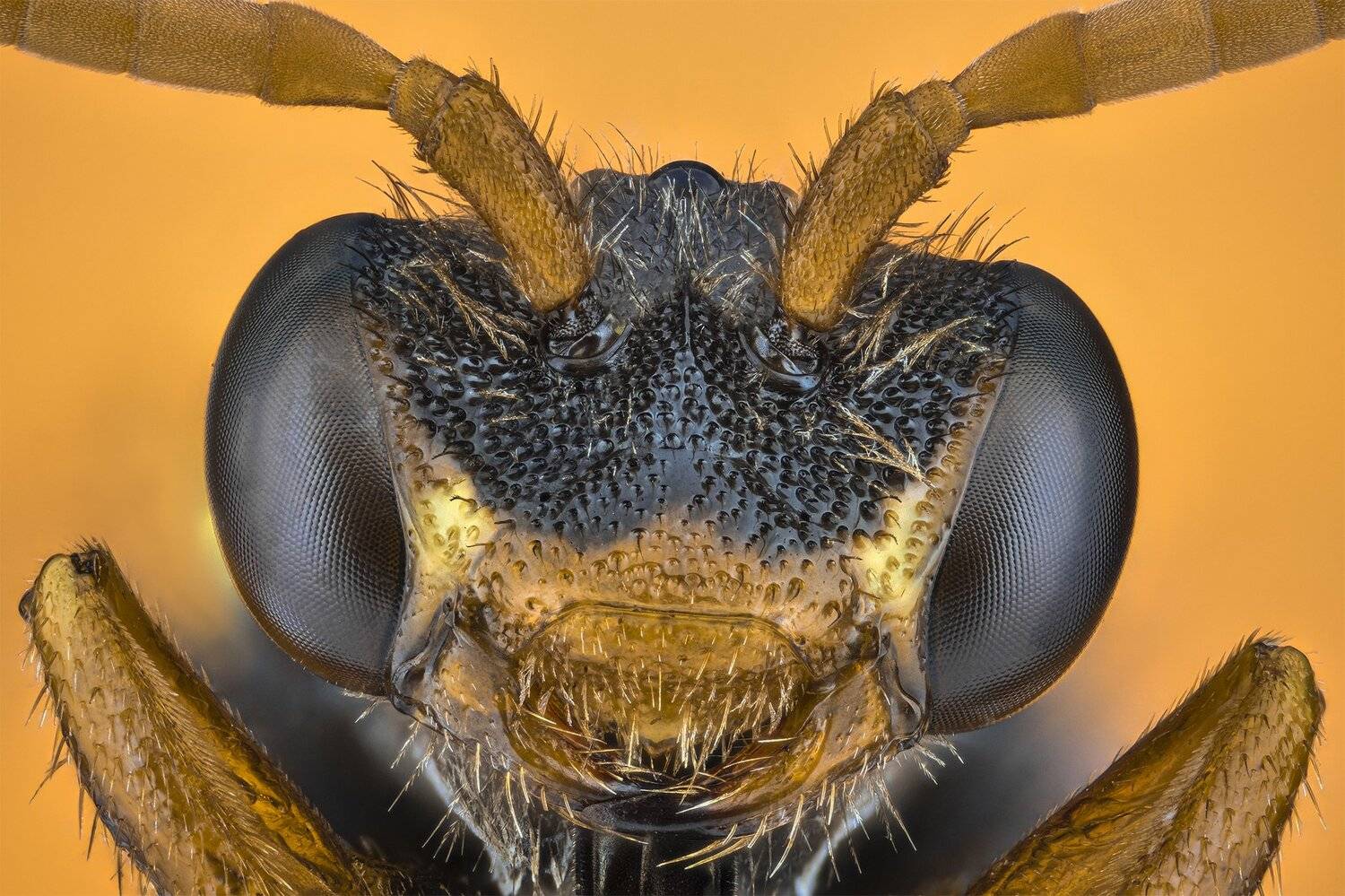 ceclii, macro, semiplan 6.3, nikon d3400, Tsvetan Ganev