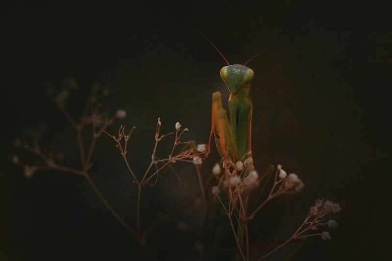 макро, богомол, насекомые  фото превью