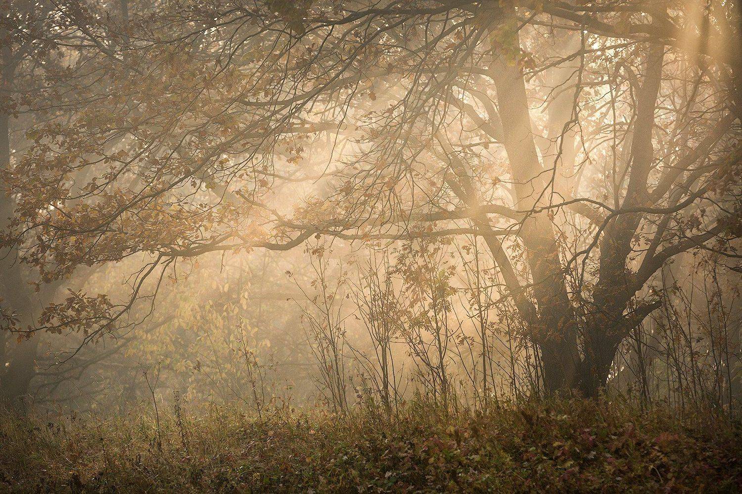 природа утро туман деревья, Михаил Корнилов