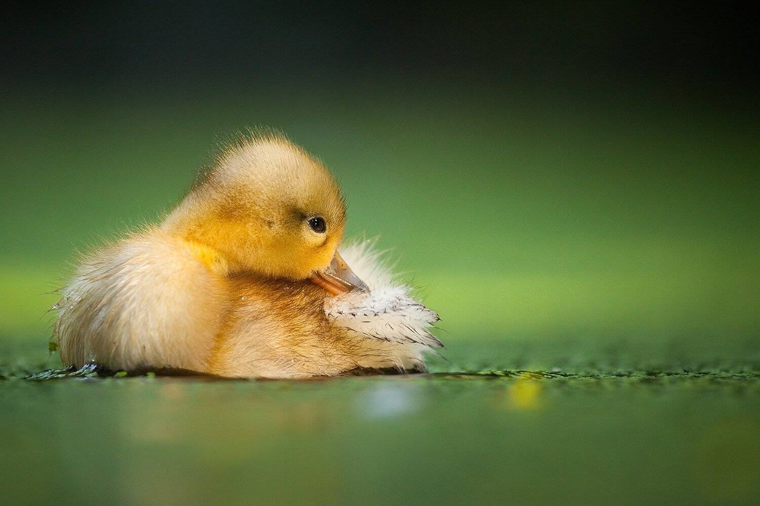 , Robert Adamec