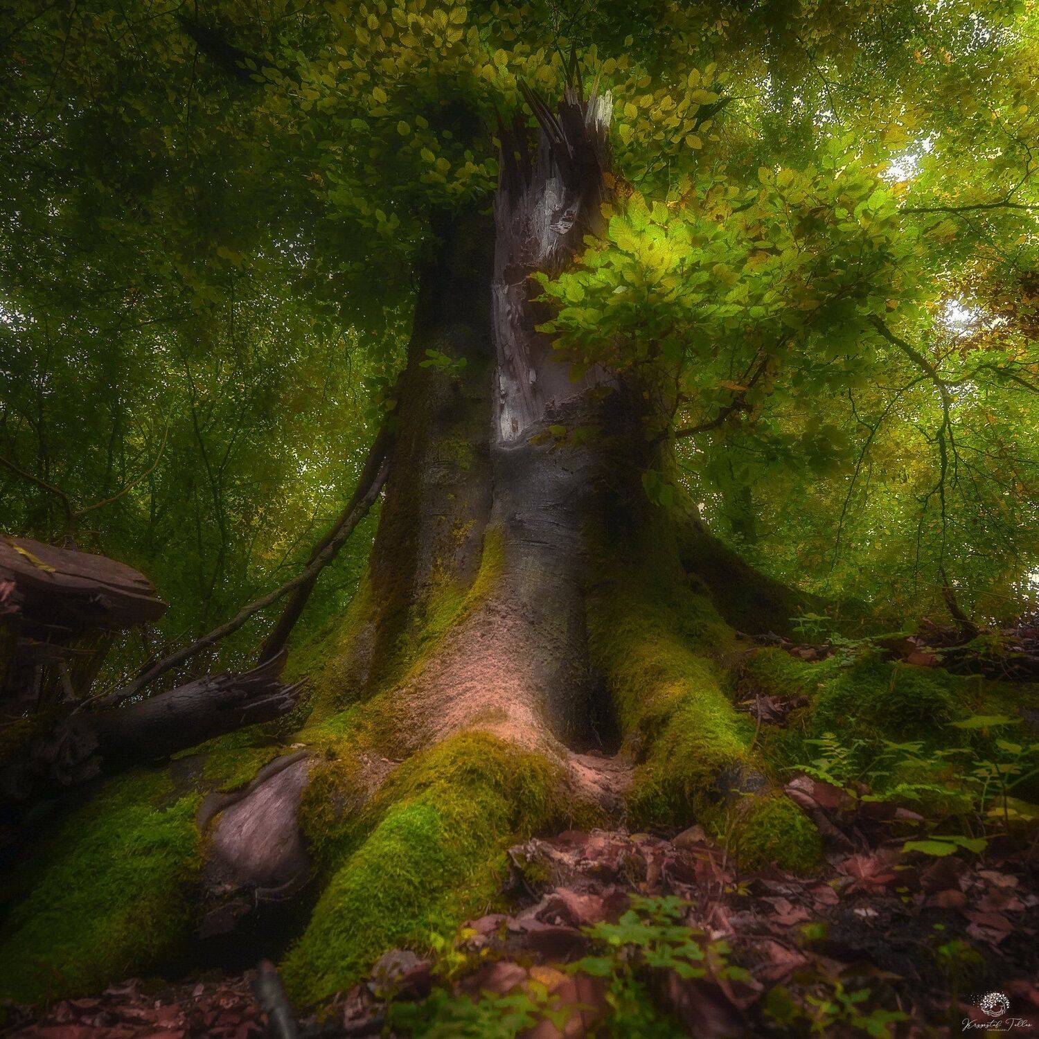 Moss  Tree  Forest  Beauty In Nature  Scenics - Nature  Green Color  Nature  Leaf  Woodland  Atmosphere  Nikon  Light  Autumn, Krzysztof Tollas