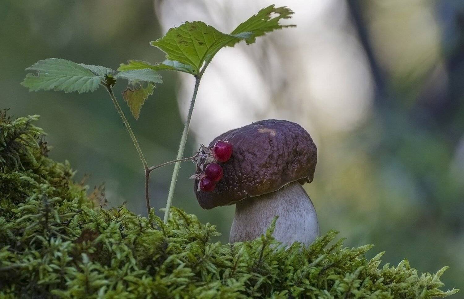 гриб,белый, на лесной полянке, Михаил Агеев