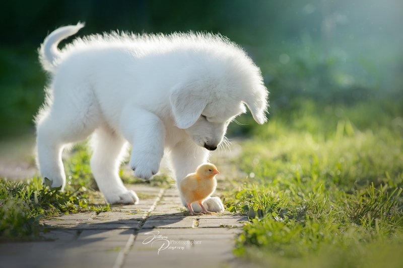 Милота:))) (Ни один цыпленок не пострадал) фото превью