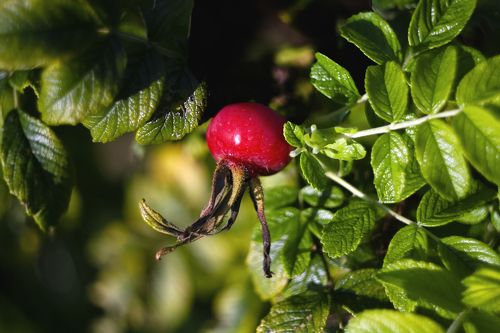 wild rose flower fruit
