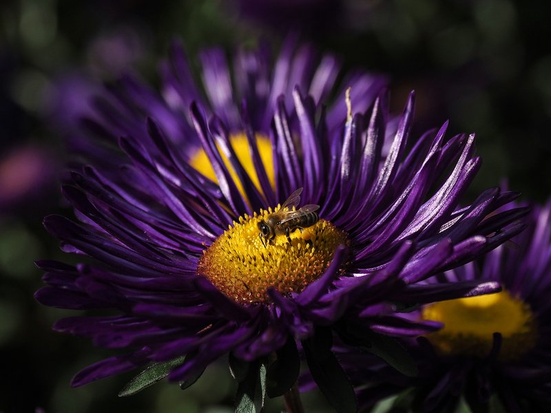 астры фото превью