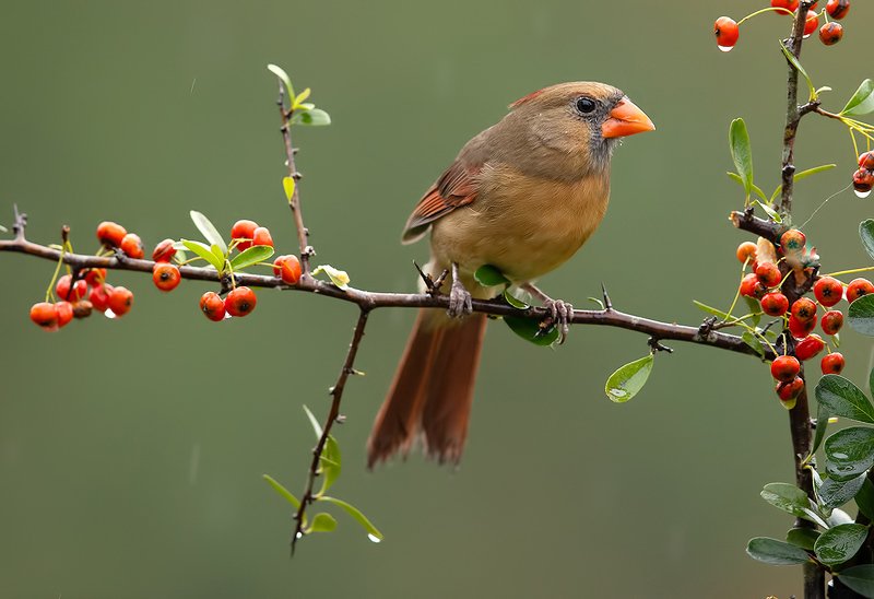 красный кардинал, northern cardinal, cardinal,кардинал Female Northern Cardinal. Самка. Красный Кардинал фото превью
