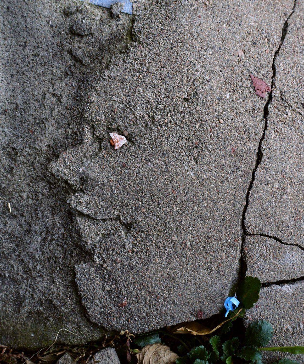 pareidolia, ПОЛУЕВ ИЛЬЯ