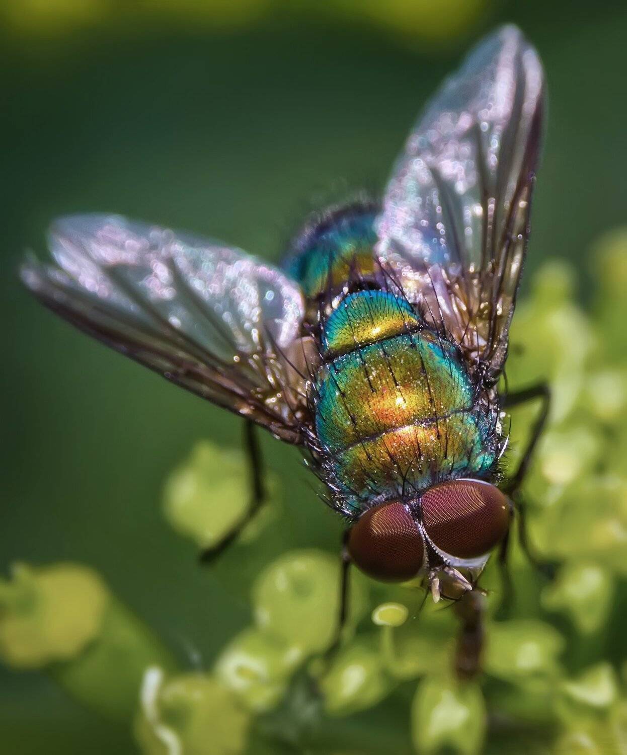 муха,насекомое,зелёный,природа,блеск, Владимир Володин