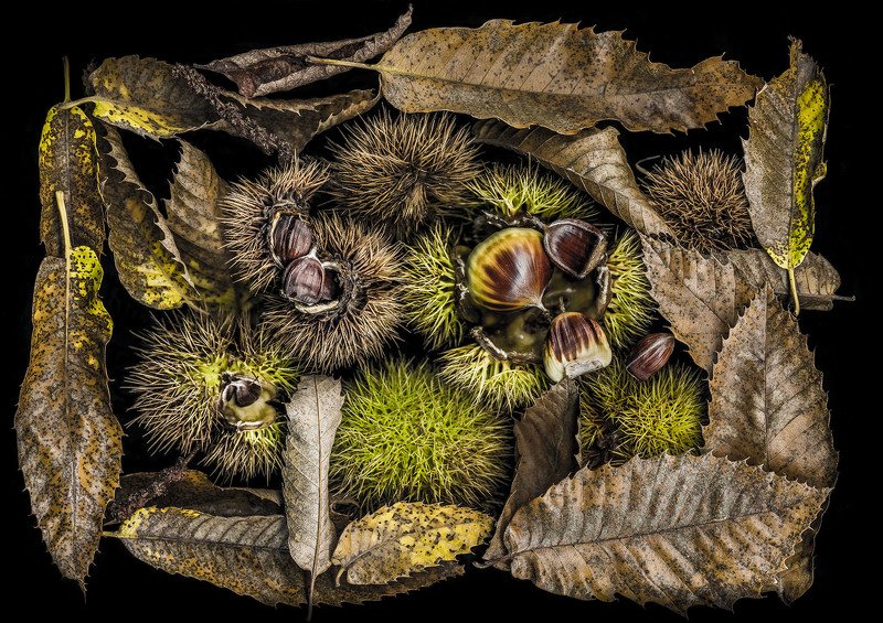 Edelkastanie (Castanea sativa)/Esskastanie фото превью