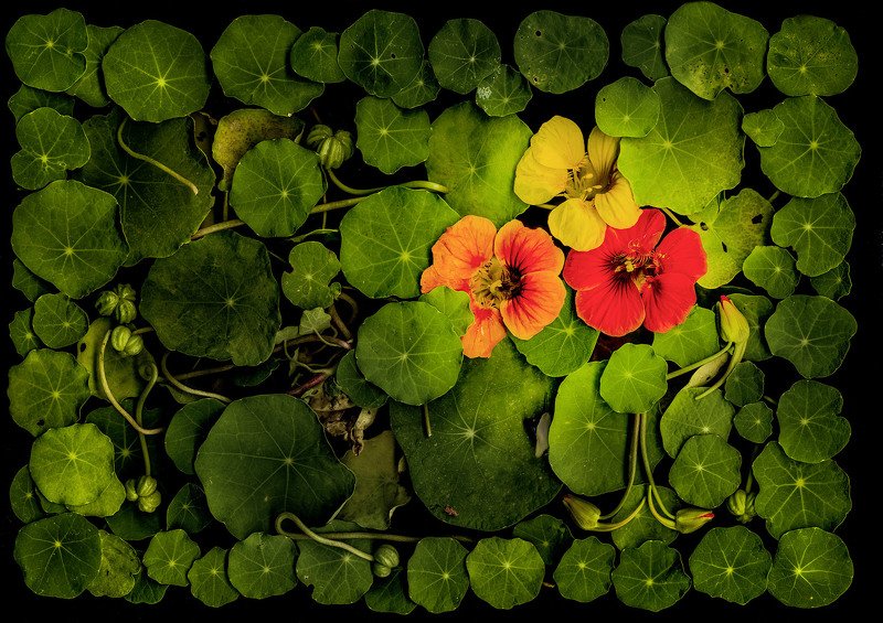 Kapuzinerkresse (Tropaeolum) фото превью