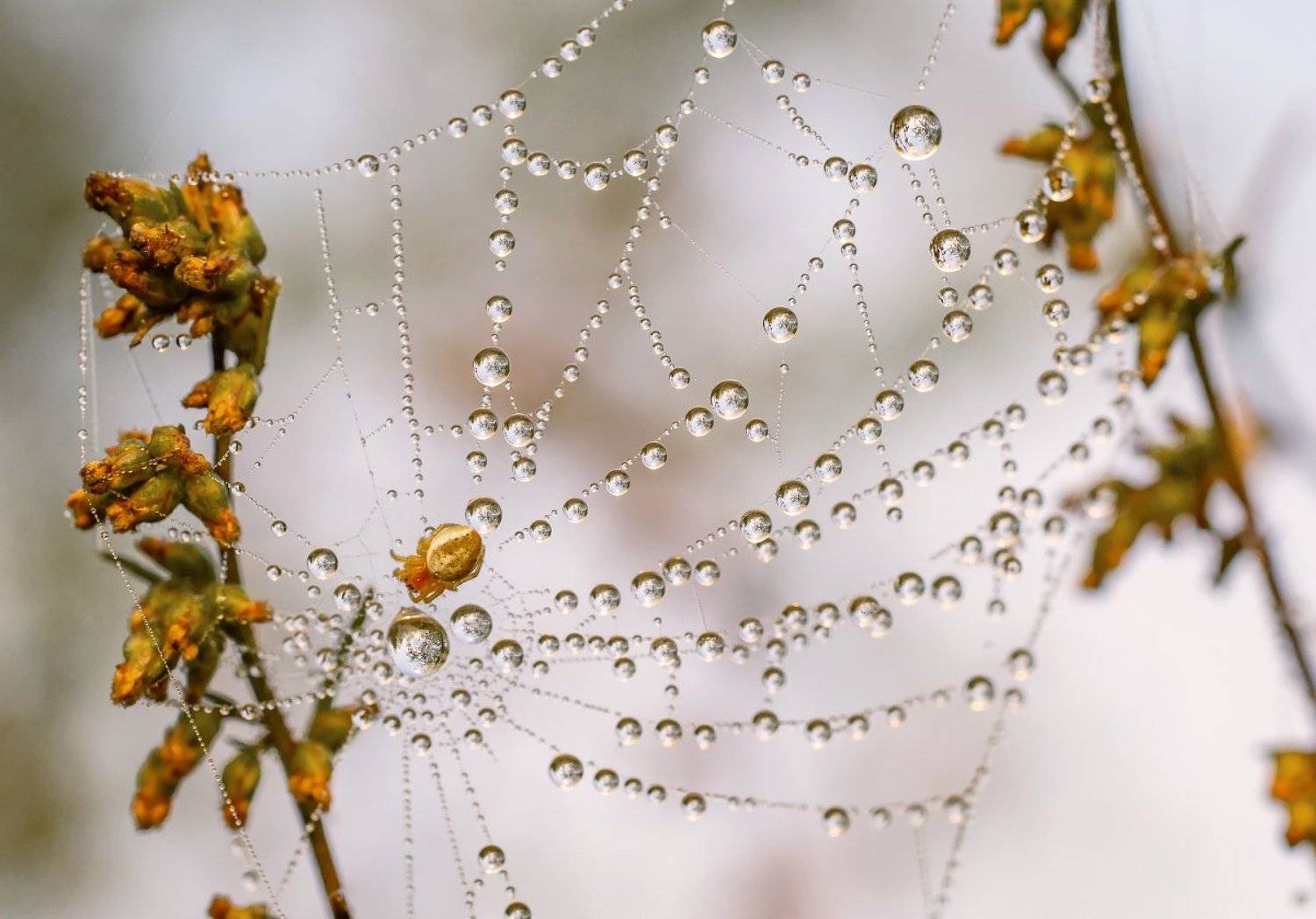 , Чепленко Алексей