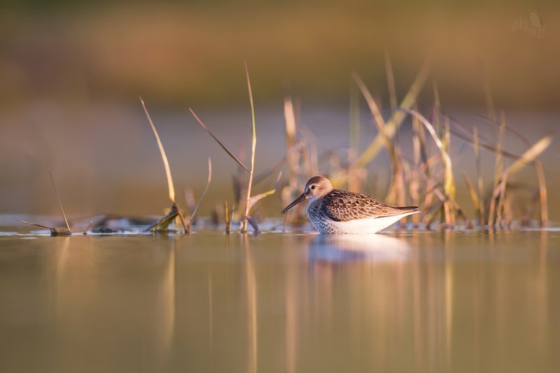 Dunlin фото превью