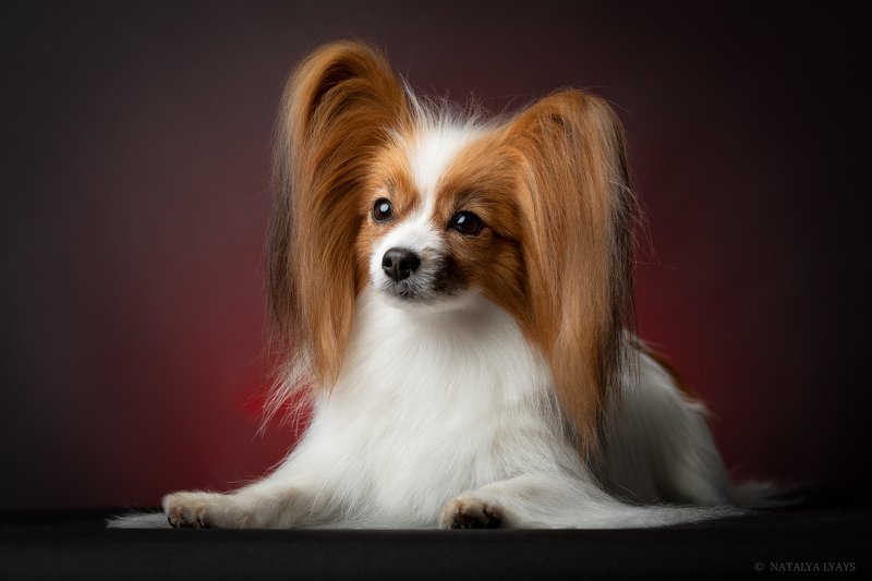 животные, собака, портрет,студия, без людей,pet,animal,canon,studio Папильон фото превью