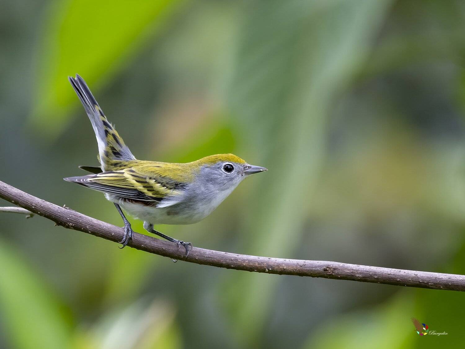 , Fernando Burgalin Sequeira