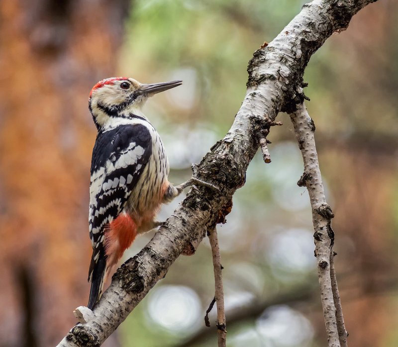 птица, белоспинный дятел, Белоспинный дятел.. фото превью