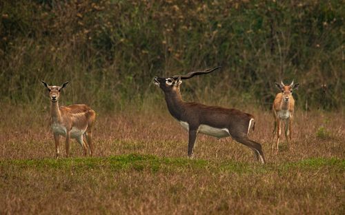 The King’s proclamation