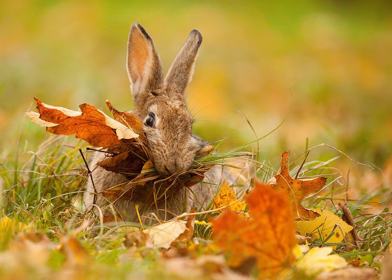 Autumn фото превью