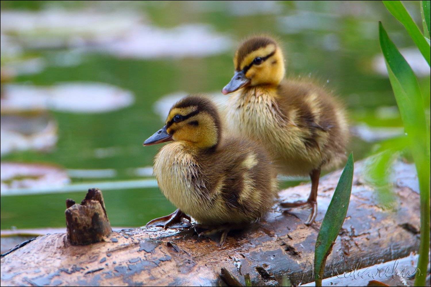 , Ковалевич А.