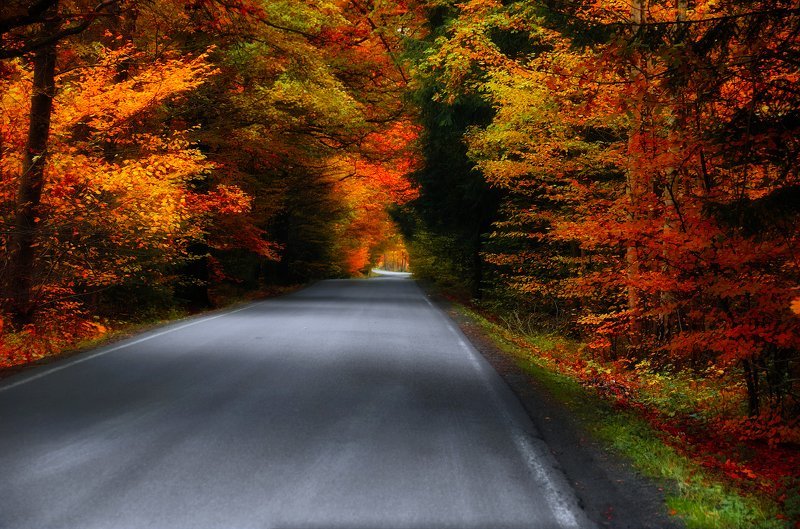 Дорога через буковый лес. фото превью