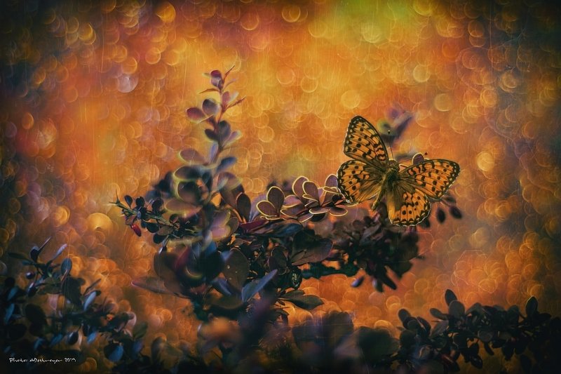 macro nature butterfly flower bokeh insect closeup Already September фото превью