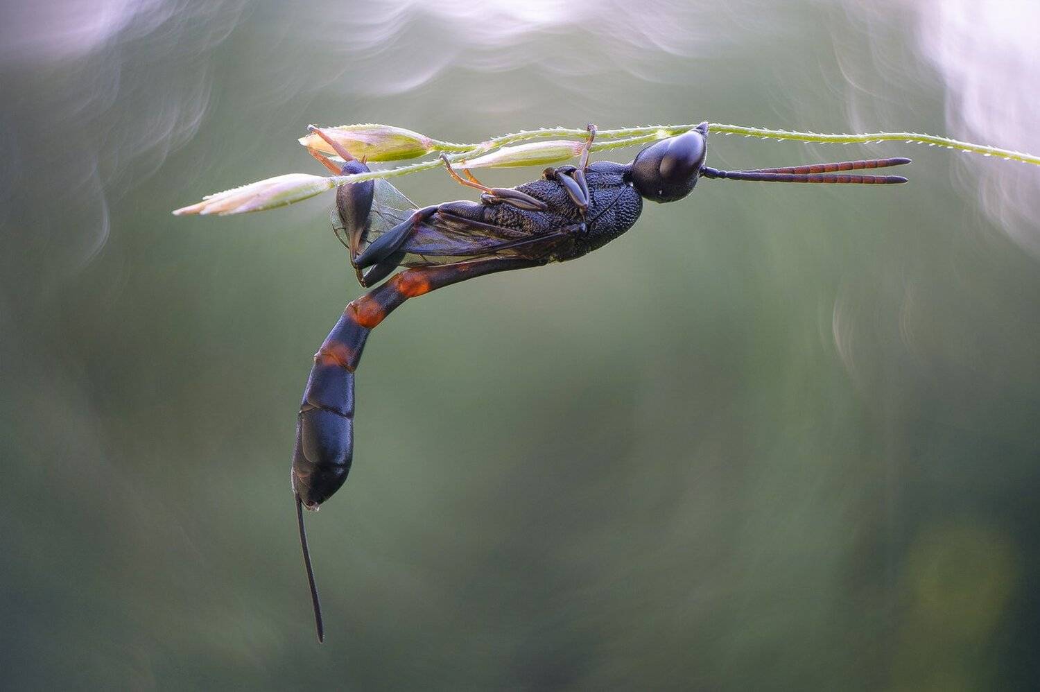 , Кузнецов Дмитрий