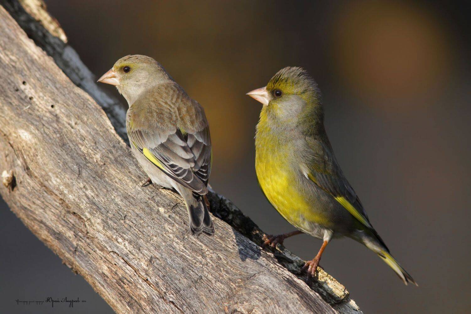 зеленушка, птица, Юрий Андреев