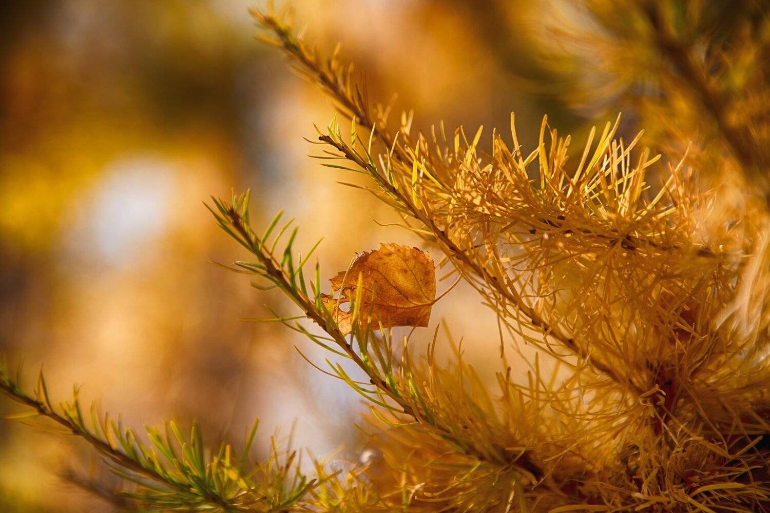 кыргызстан, горы, Элина Магалимова