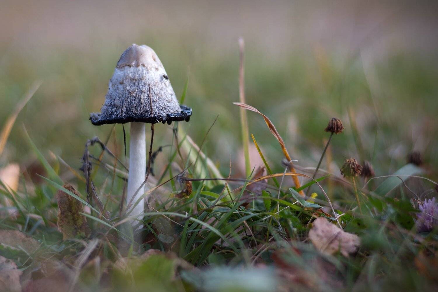 , Александр