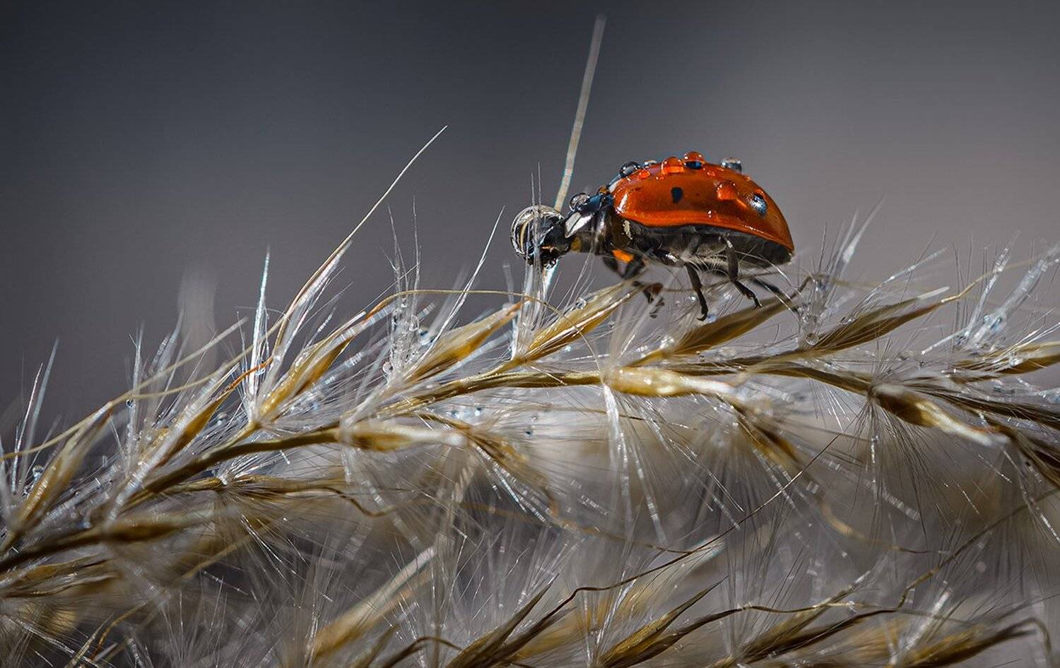 , Неля Рачкова