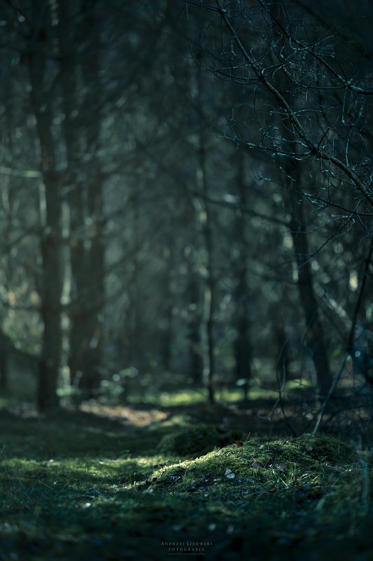 Trees фото превью