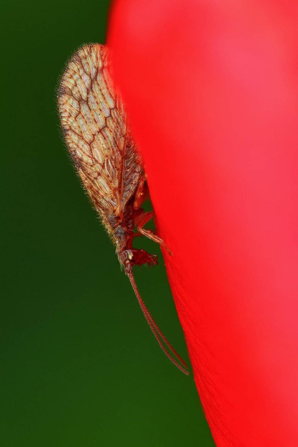 макро,природа,муха,насекомое,цвет,коричневый,зеленый,животное,растение,цветок,красный, Андрей Шаповалов