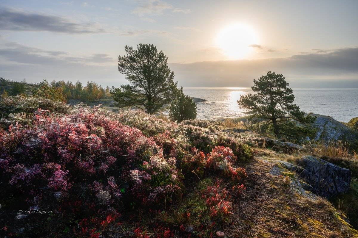 карелия,осень,туман,красота,рассвет,утро,сосны, Юлия Лаптева