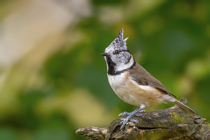 Crested Tit фото превью