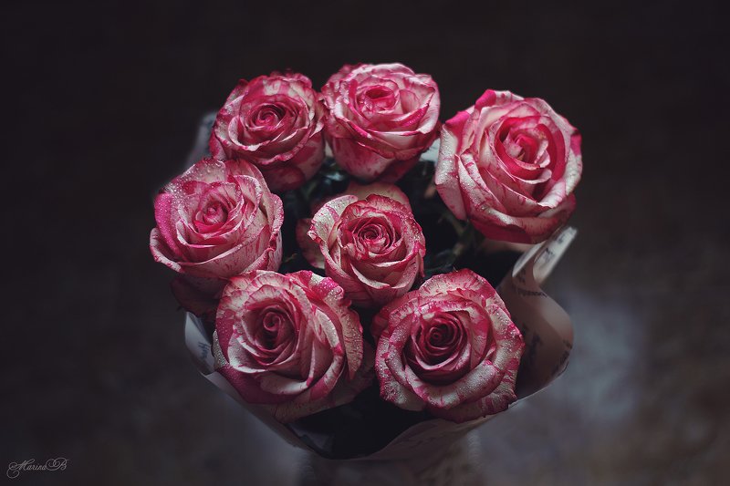 розы, капли, макро, тигровая Roses фото превью
