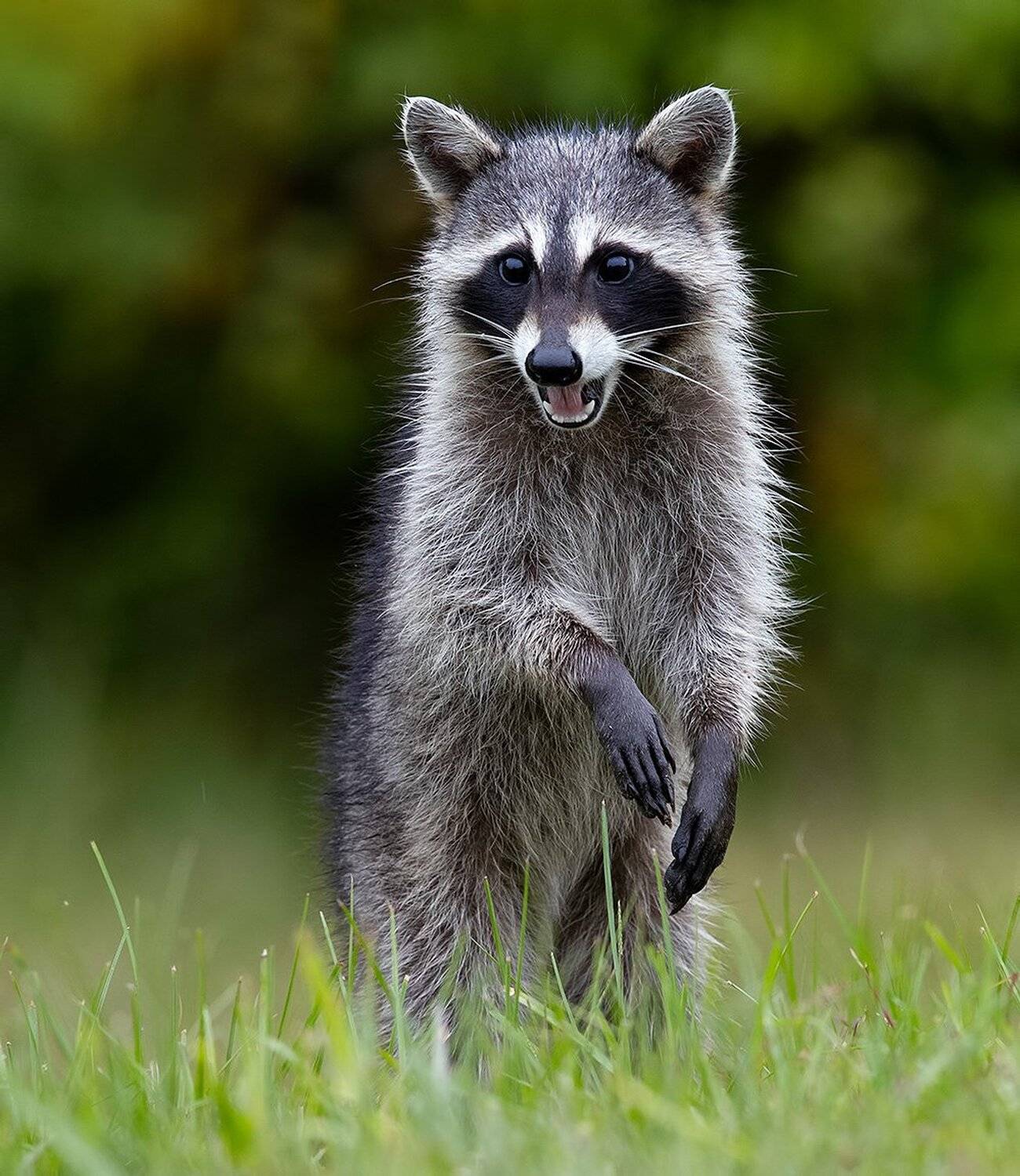 енот обыкновенный, енот-полоскун, raccoon, енот, дикие животные, животные, animals, Elizabeth Etkind