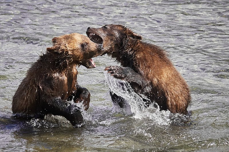 Чья рыбка фото превью