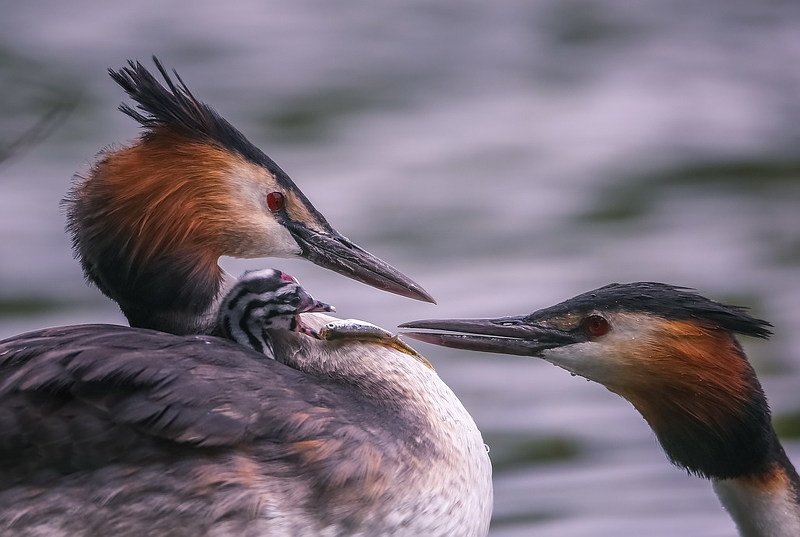 Семья. фото превью