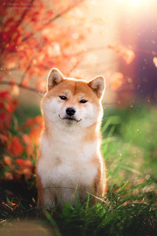 Немного Японии фото превью