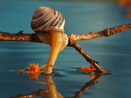 НА ВОДОПОЕ