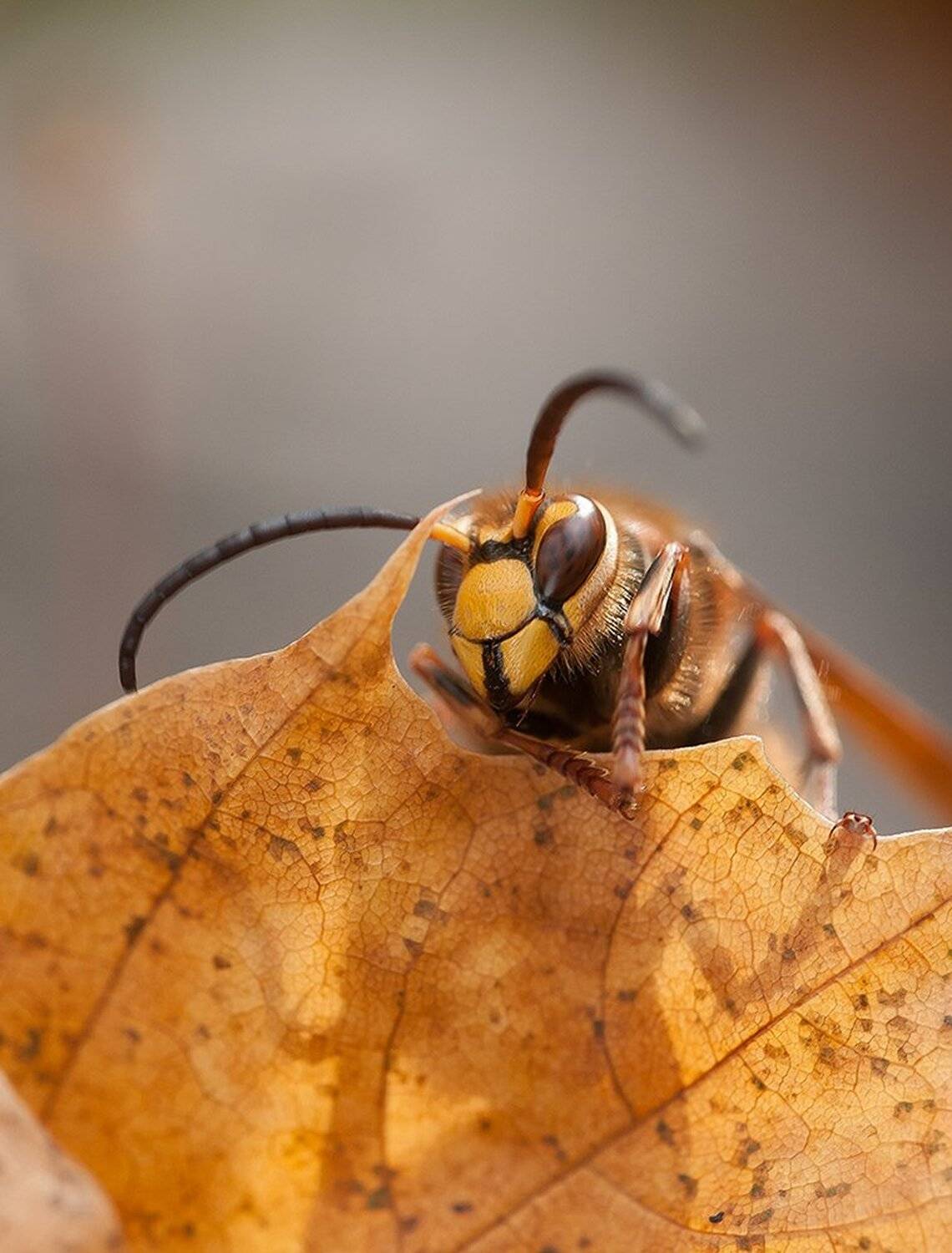 , Кузнецов Дмитрий