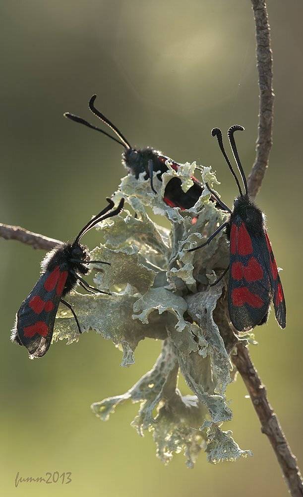 , Игорь ФУММ