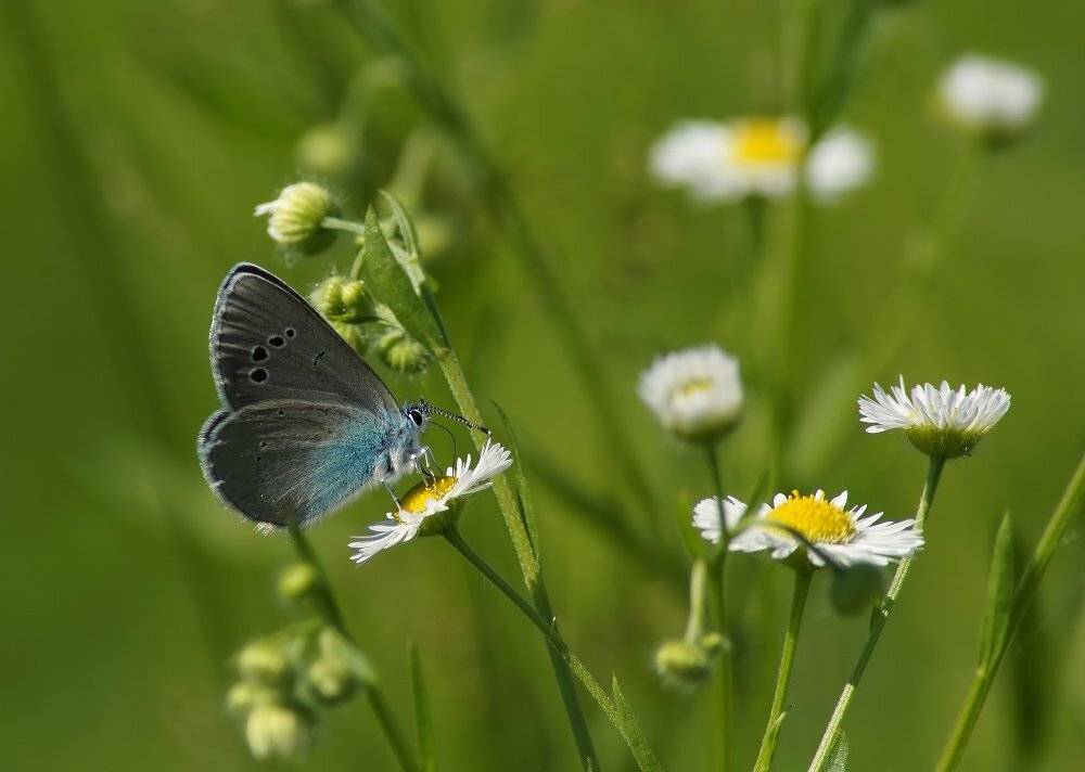 голубянка, алексис, glaucopsyche, alexis, Чепленко Алексей