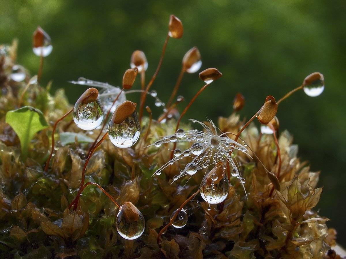 , Марина Брыдня